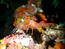 Durbanshrimp